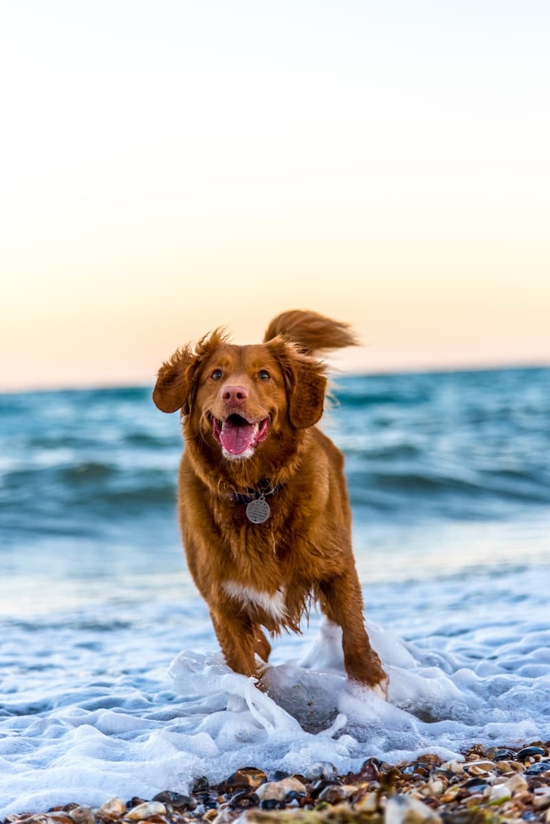 Close-up of a friendly golden retriever