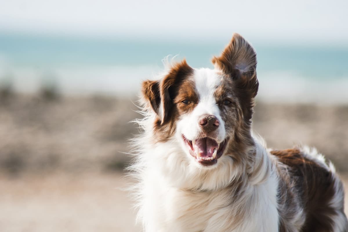 Happy golden retriever in a bright setting